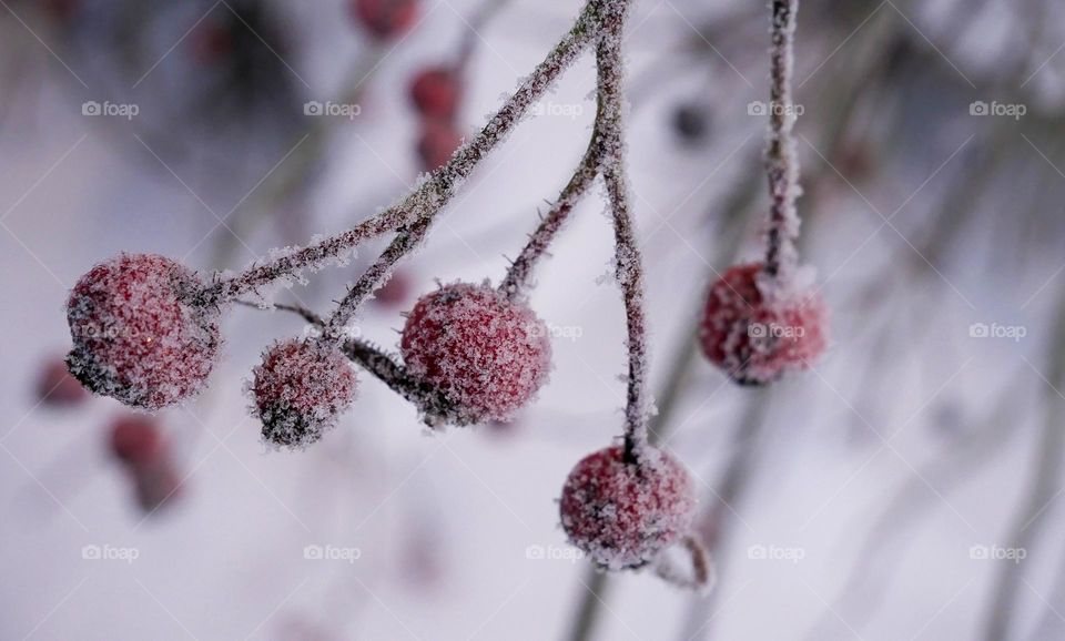 No winter lasts forever; no spring skips its turn.