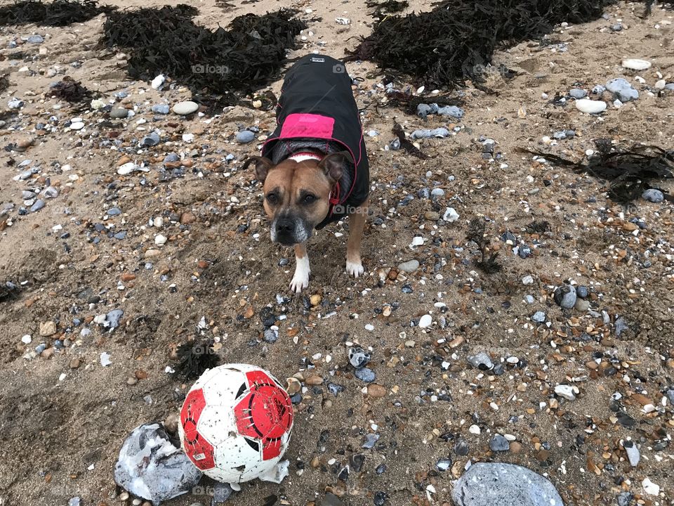 Football dog Miss pixie 🐕