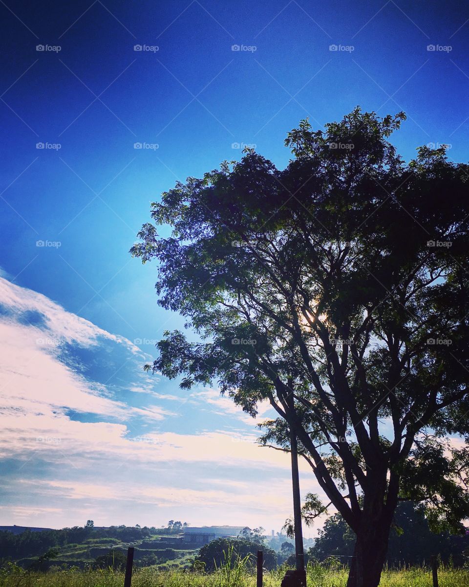 Depois de tanto tempo, eis que o #céu ficou #azul!
☀️ 
#árvores
#natureza
#paisagem
#fotografia
#mobgrafia