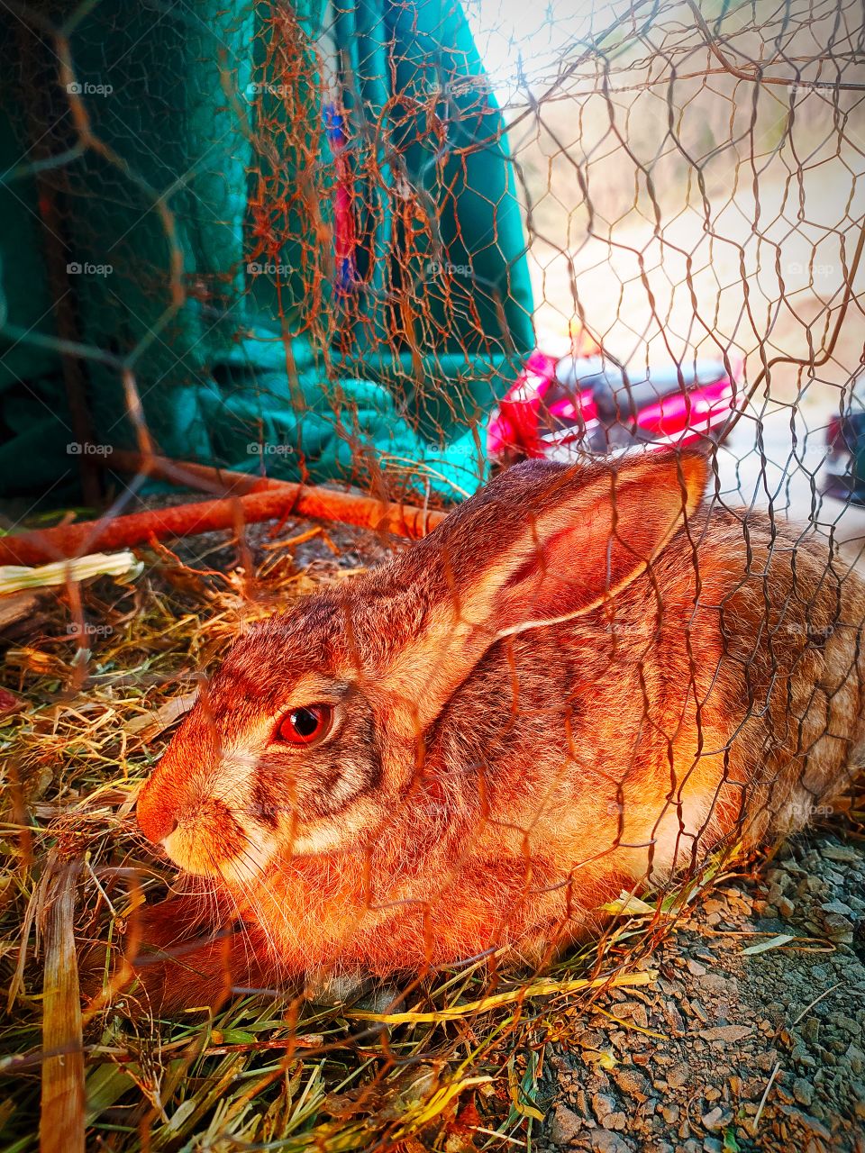 Rabbit 🐰 favourite animal of kids Fast runner