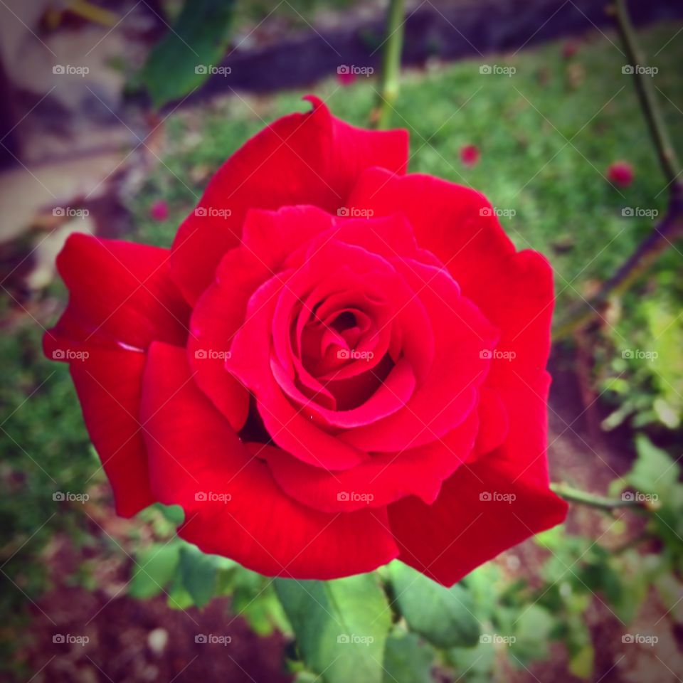 🌹 🇺🇸 Very beautiful flowers to brighten our day.  Live nature and its beauty. Did you like the delicate petals? / 🇧🇷 Flores muito bonitas para alegrar nosso dia. Viva a natureza e sua beleza. Gostaram das pétalas delicadas? 