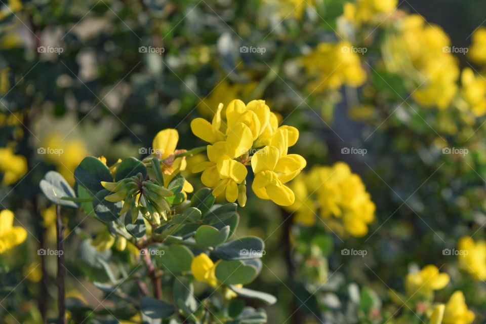 Close up of yellow flower in bloom