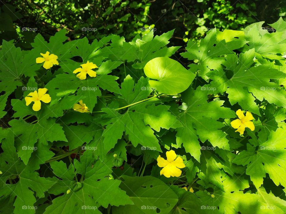 The green leaves and yellow flowers of momordica or bitter gourd,..