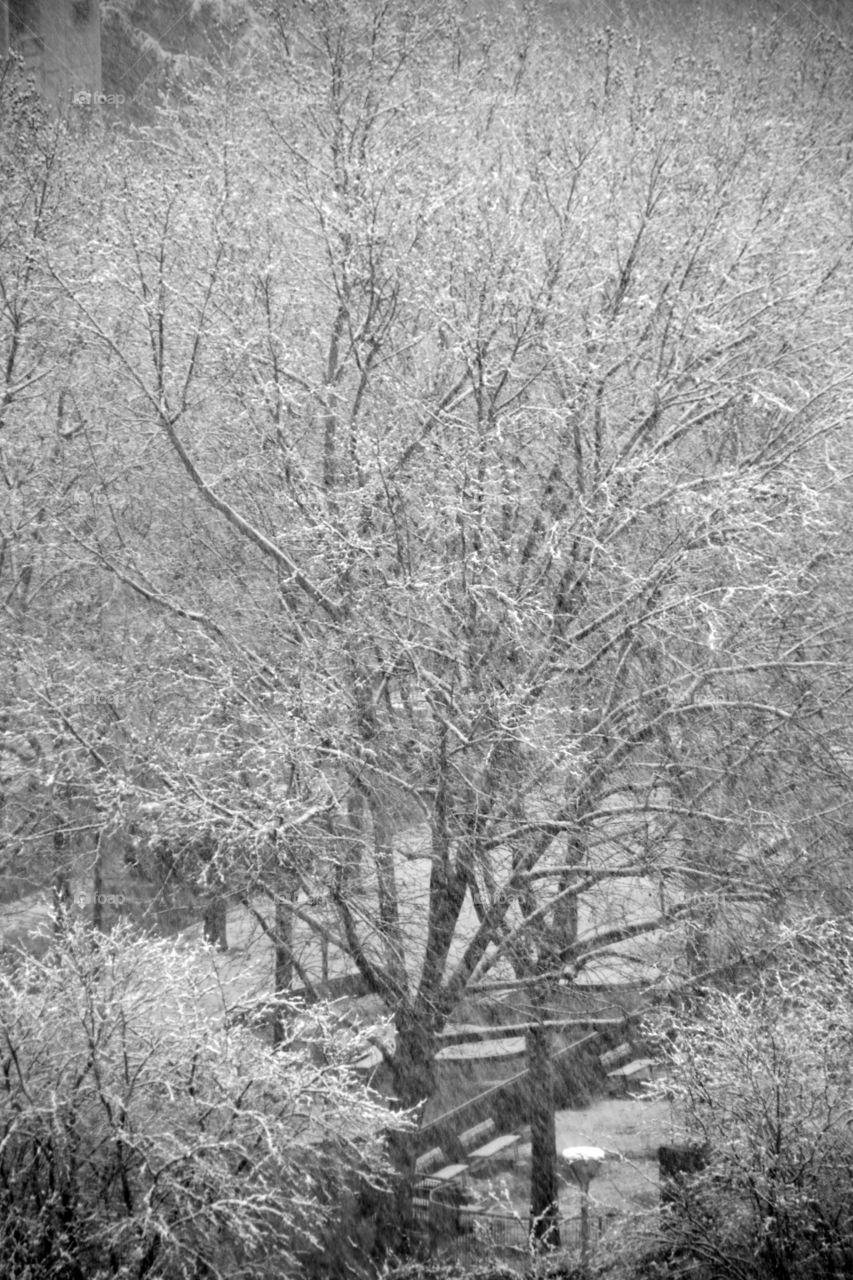 alberi durante una nevicata