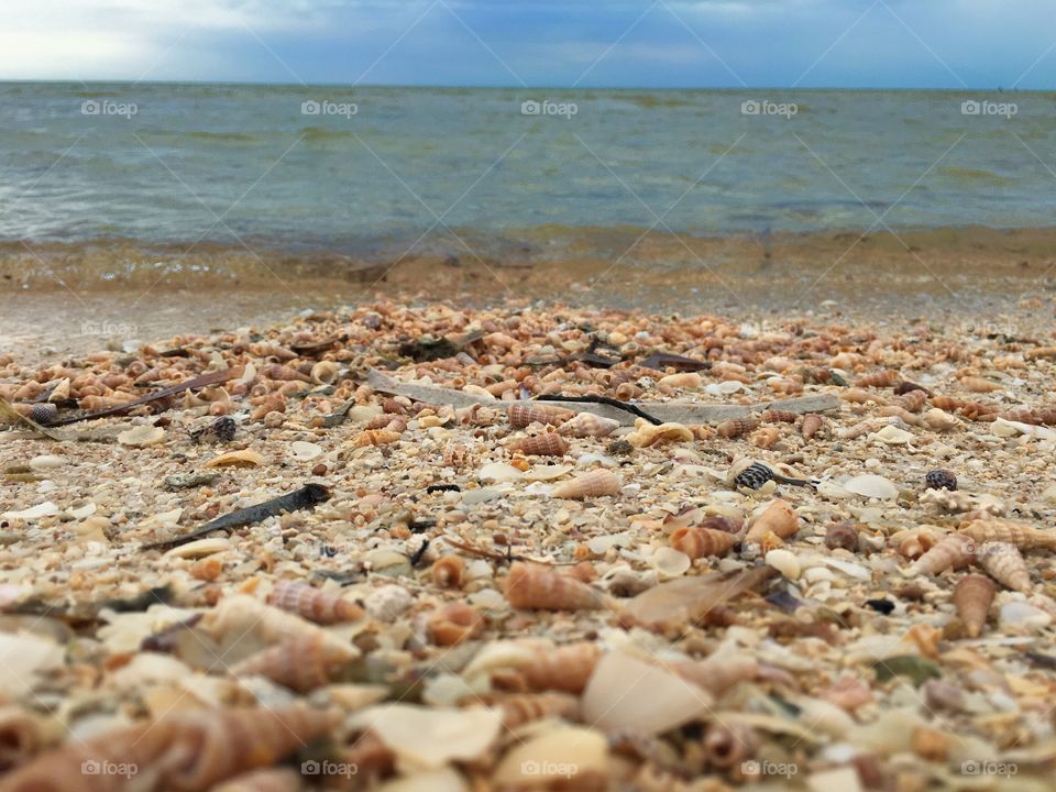 Thousands of little seashells on beach surf