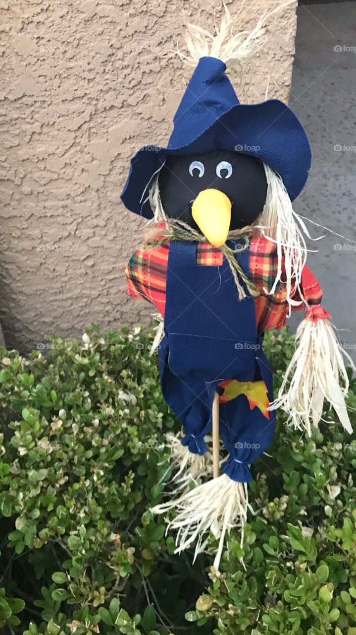 A bright and colorful scarecrow wearing denim overalls and a big floppy hat. Decorating for Halloween and the fall season. USA, America 