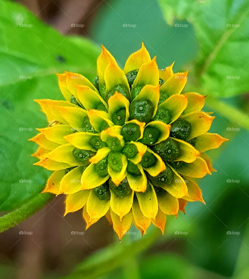flower