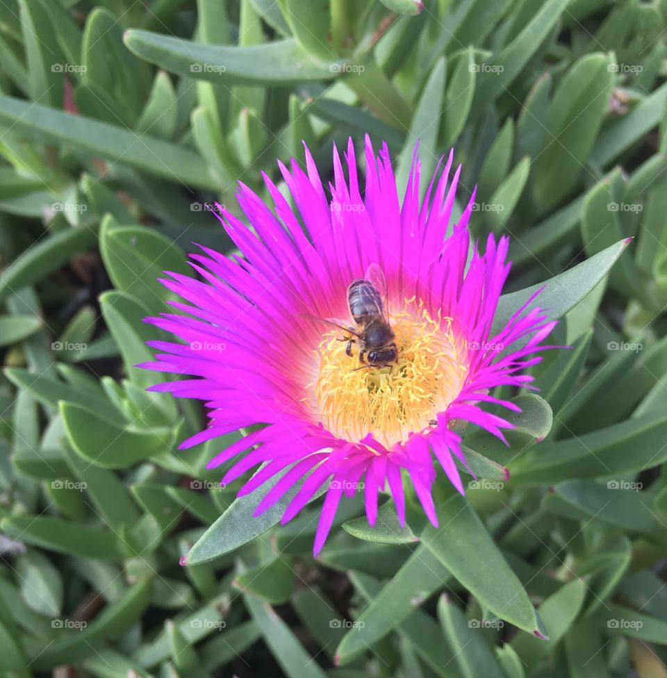 Bee inside Purple and yellow flower 