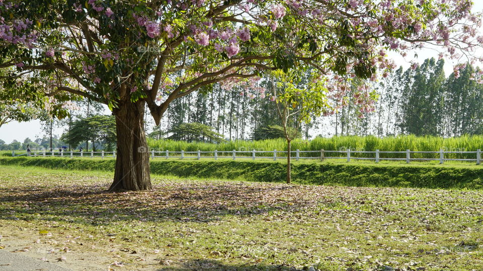 Tree, Nature, Garden, Flower, Landscape