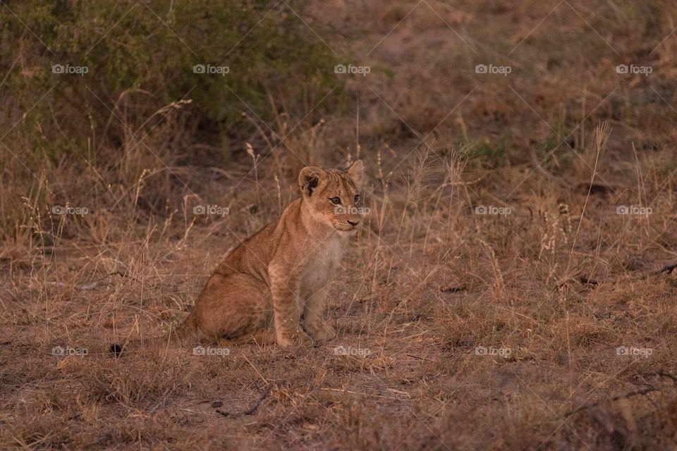 Lion cub morning