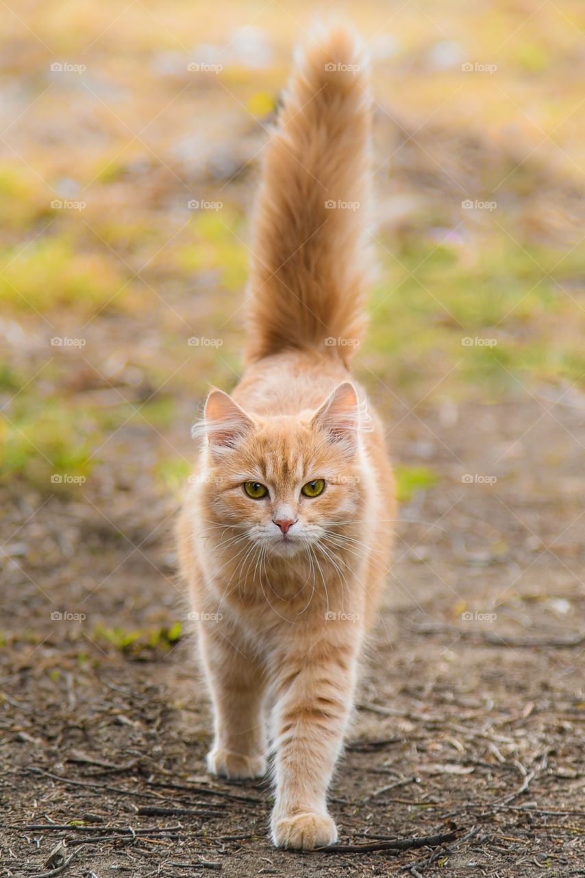 Beautiful red cat