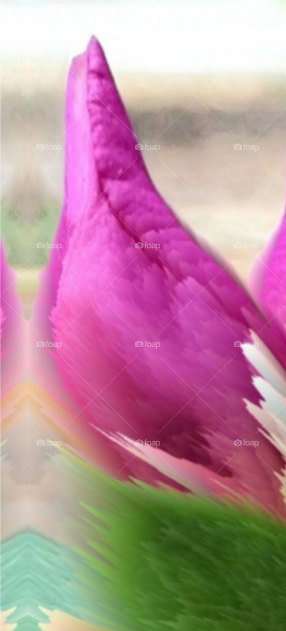 wispy bloom in spring