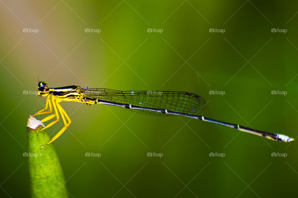 damselfly