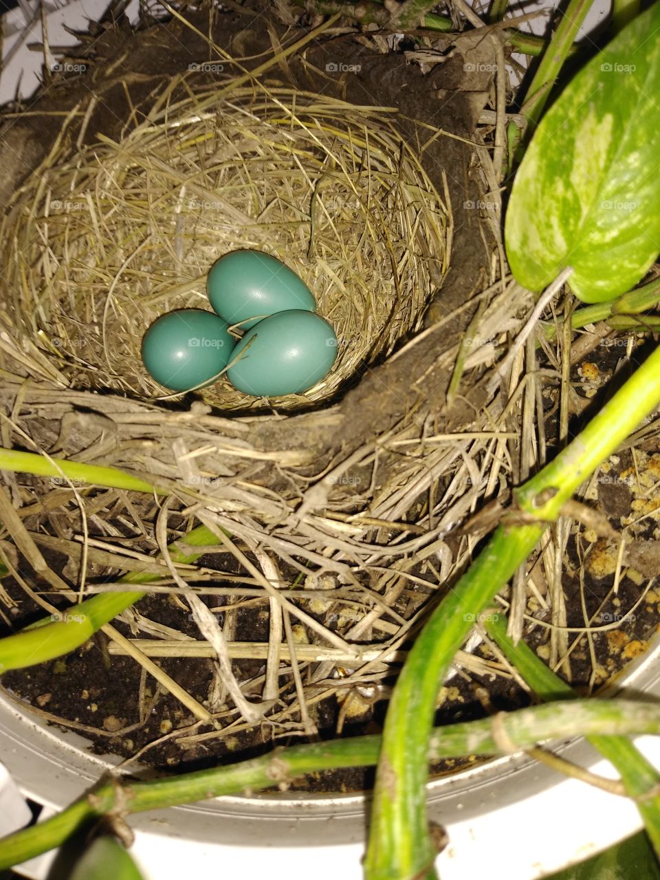 now 3 eggs in my plant
