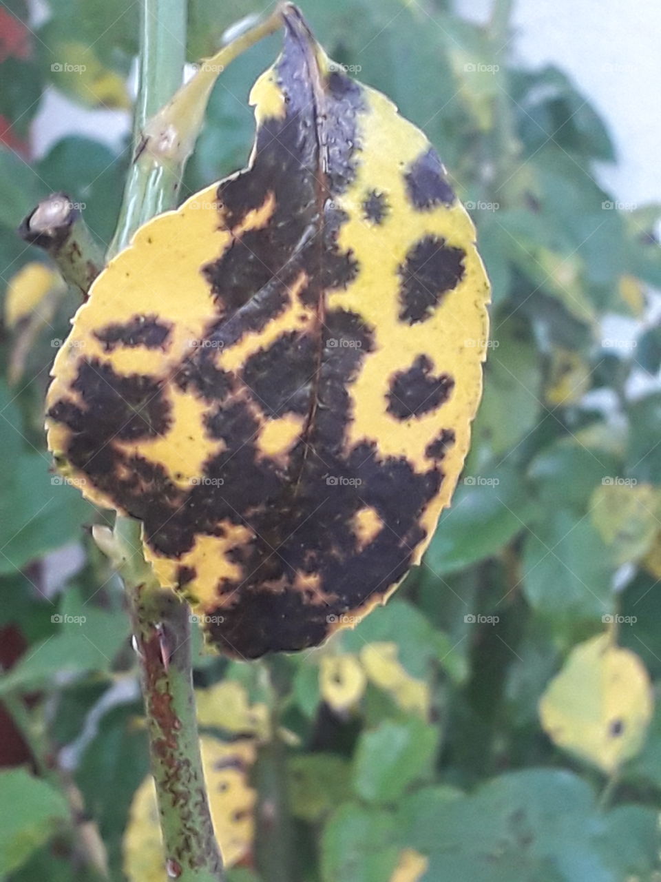 yellow  rose leaf with brown  spots in autumn