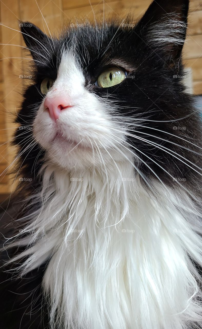 Pink nose and yellow eyes on a black and white cat