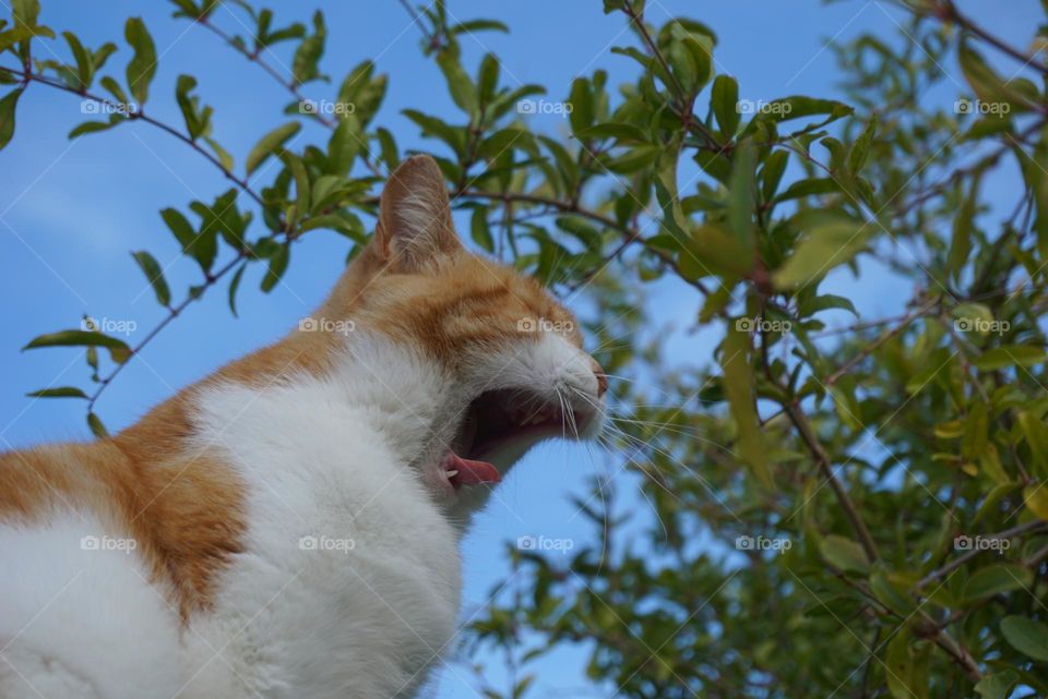 Cat#pet#animal#nature#tree