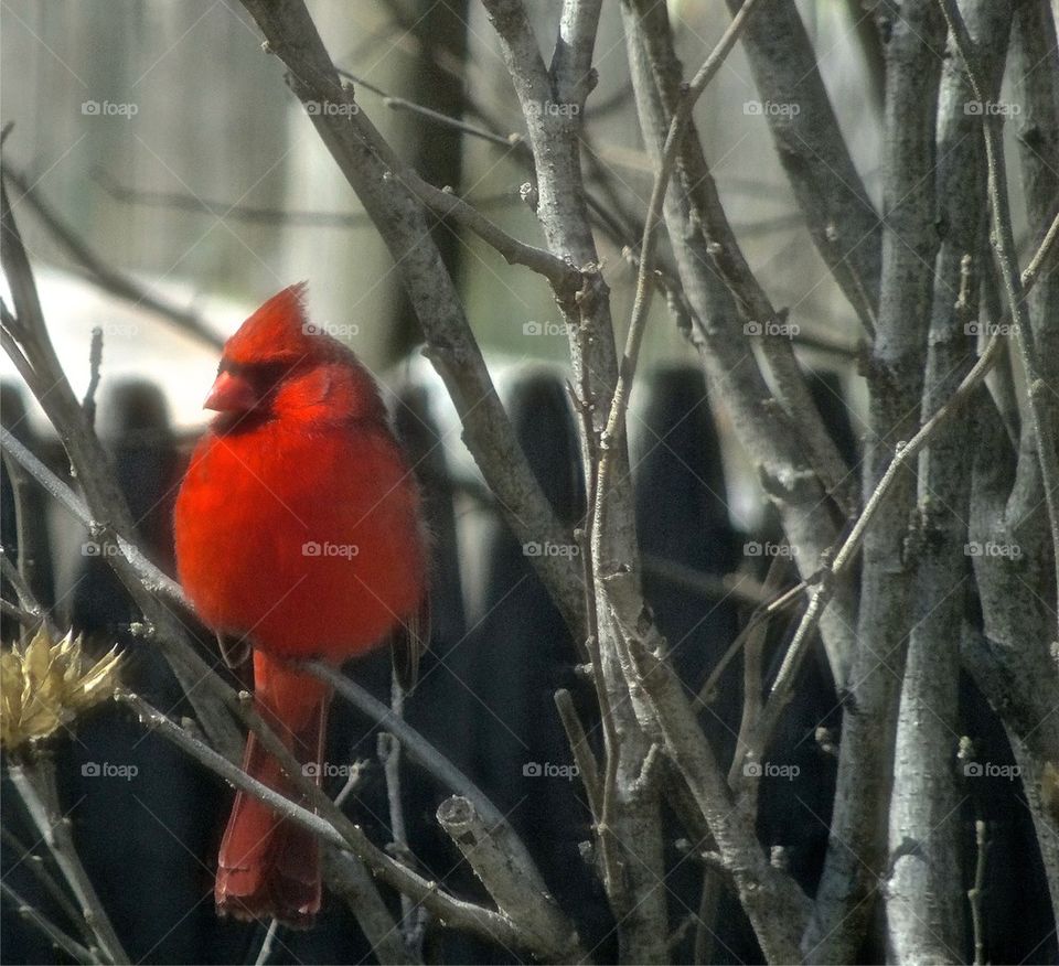 Cardinal
