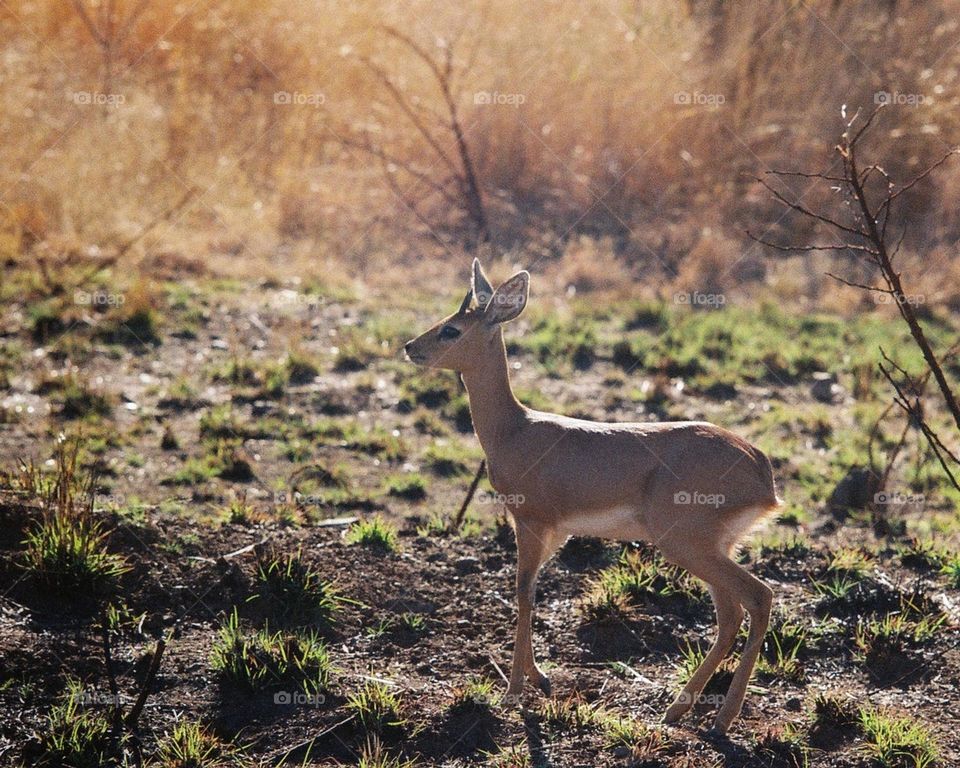 Beautiful Steenbok