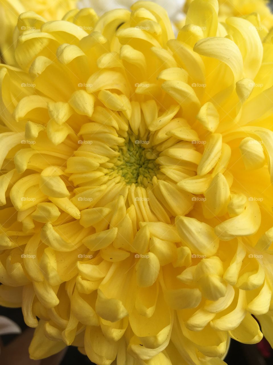 Close up of yellow flower with many small petals