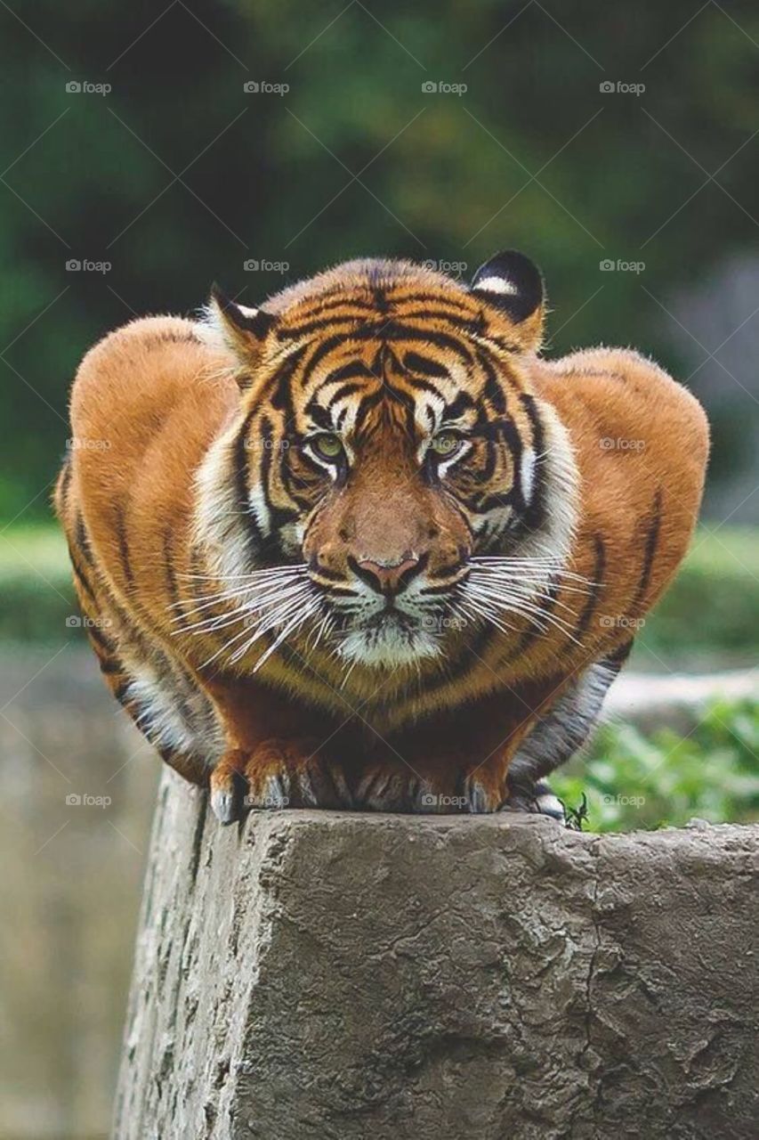 Tiger king 