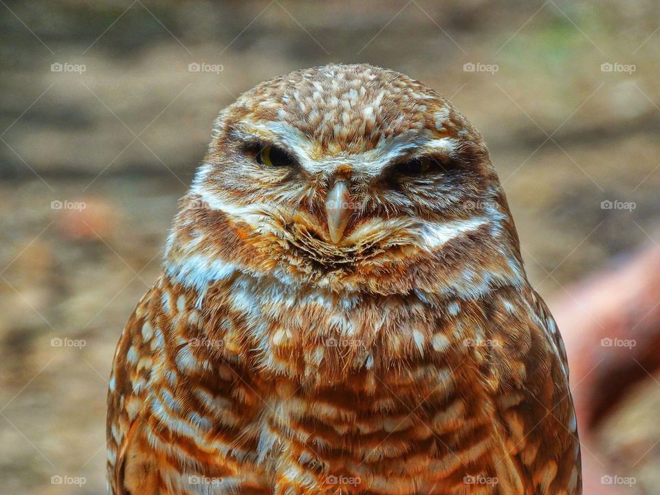 Endangered burrowing owl