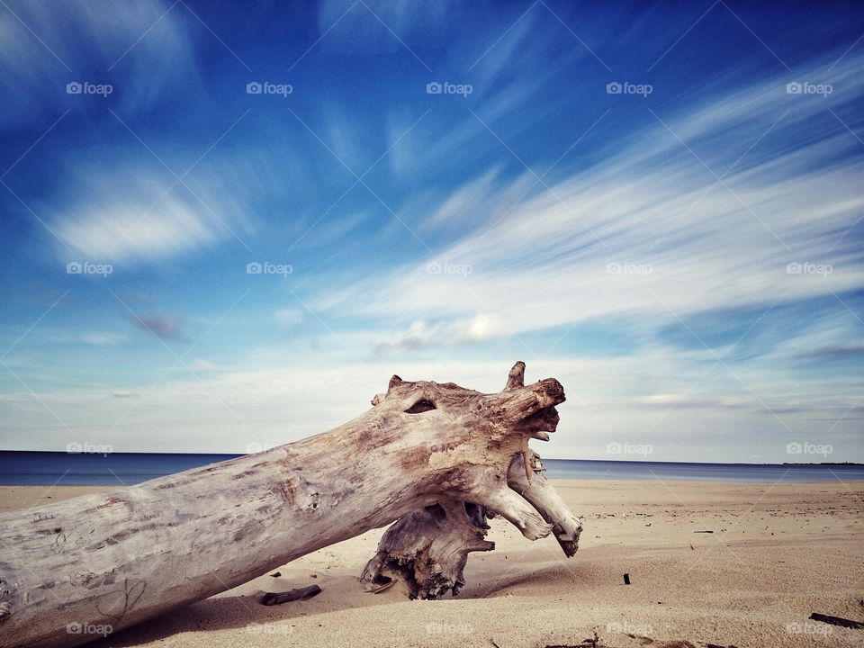 Wooden log on the beach