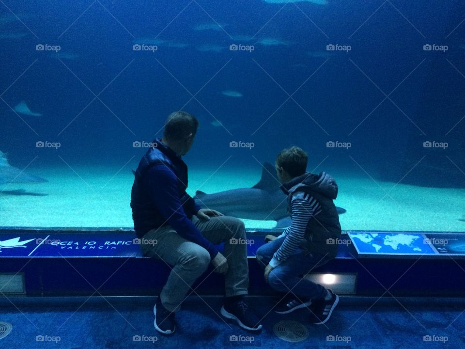 Father and son watching a shark at oceanographic acuarium in Valencia, Spain