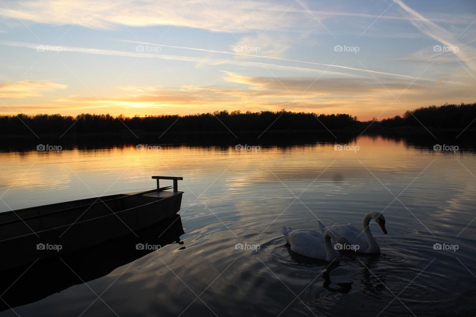 Swan Lake near Novi Sad in Serbia