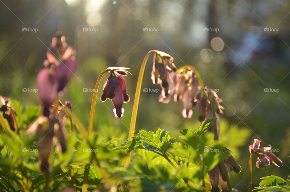 The bleeding heart