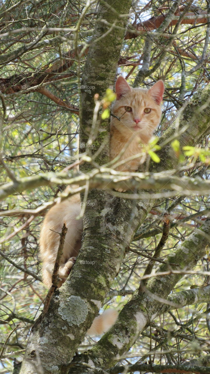 Orange tabby Cat watching me from the tree top