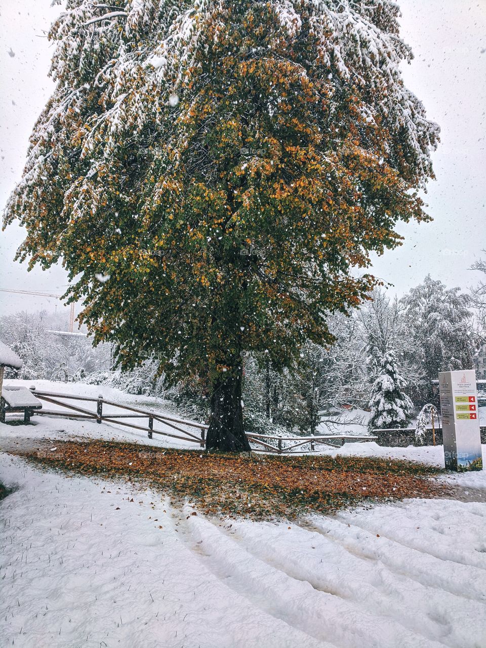 View of snowfall over the village and snow-covered Christmas trees in winter
