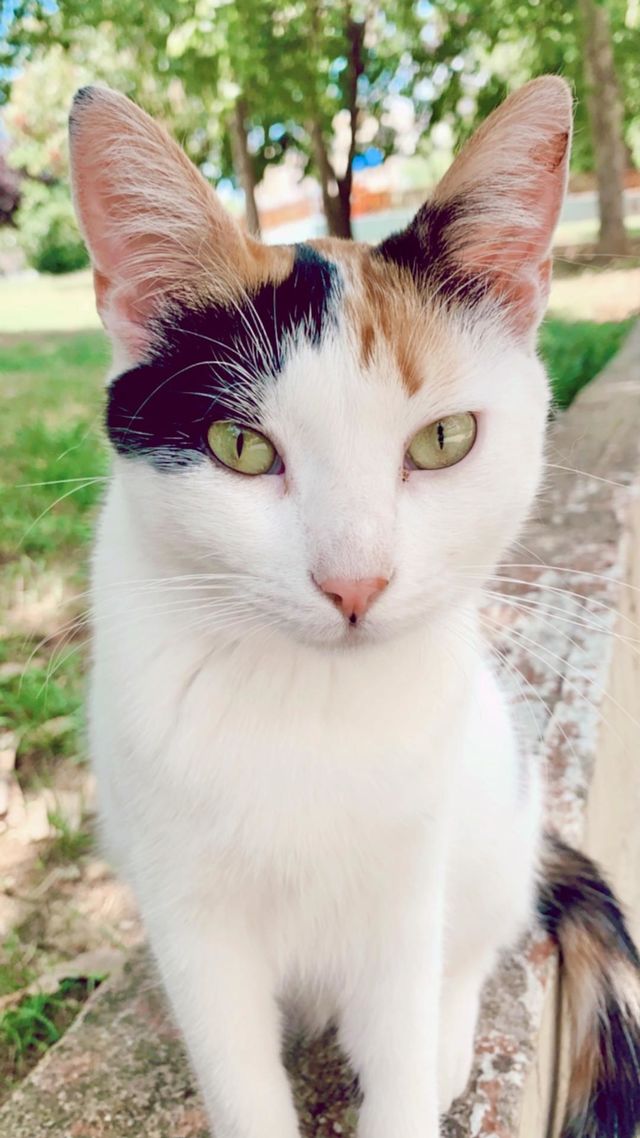 Pink Kitty nose 