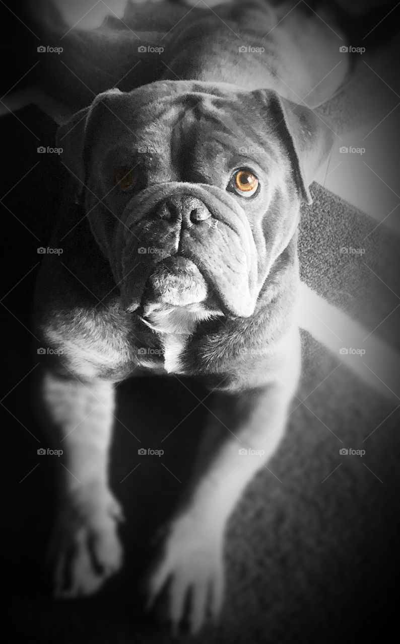 Big honey colored eyes