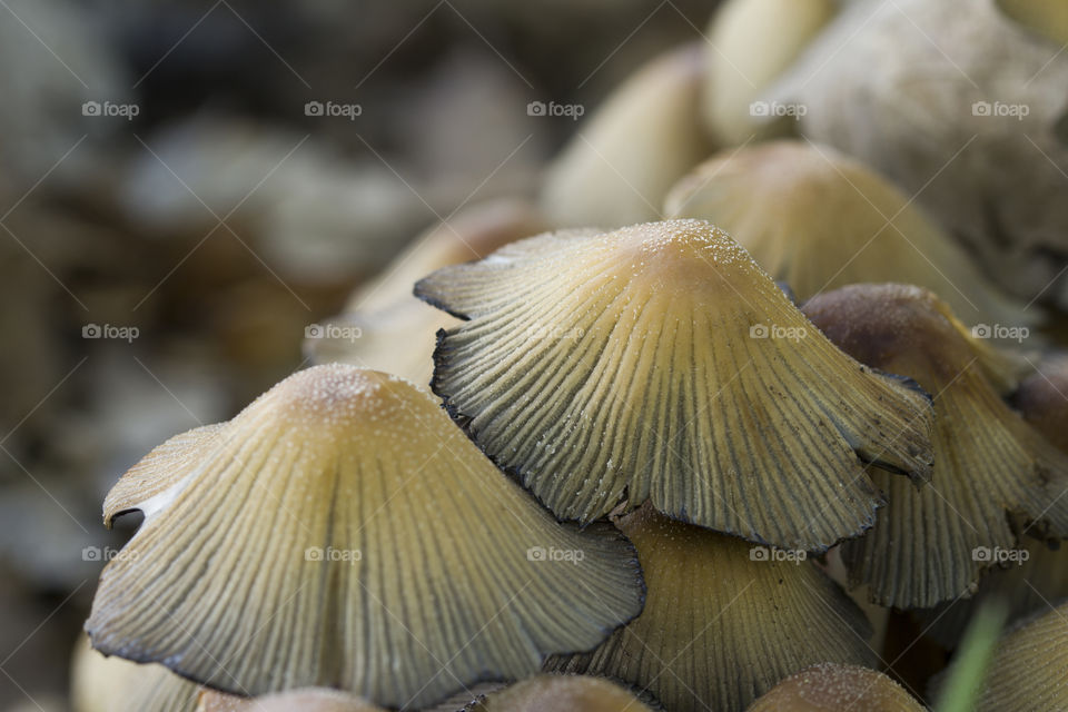 group of mushrooms in forest