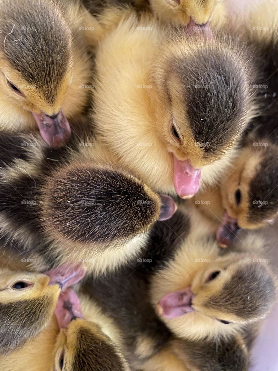 Little ducklings 