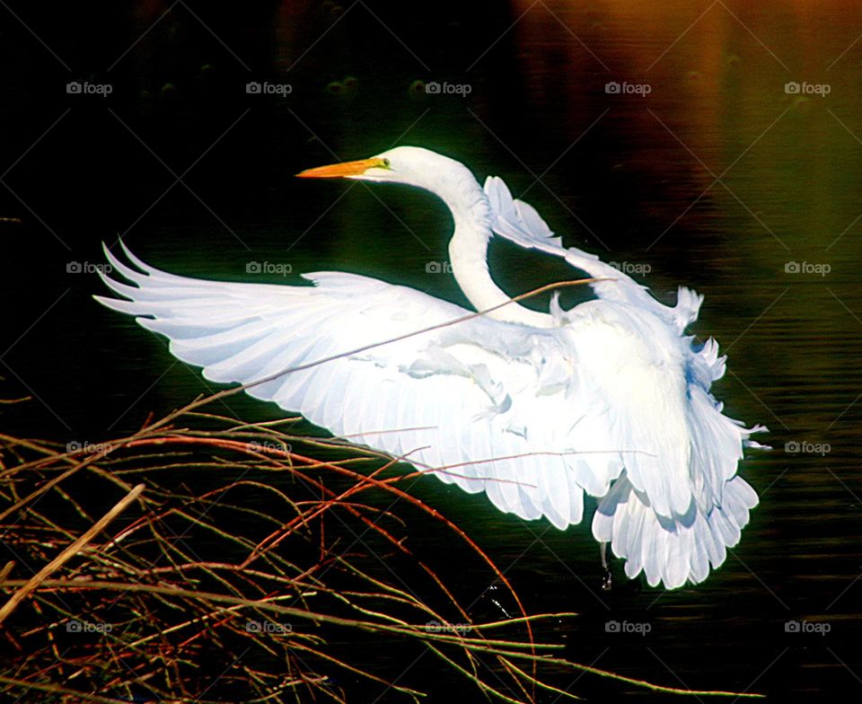 Great Egret About to Land
