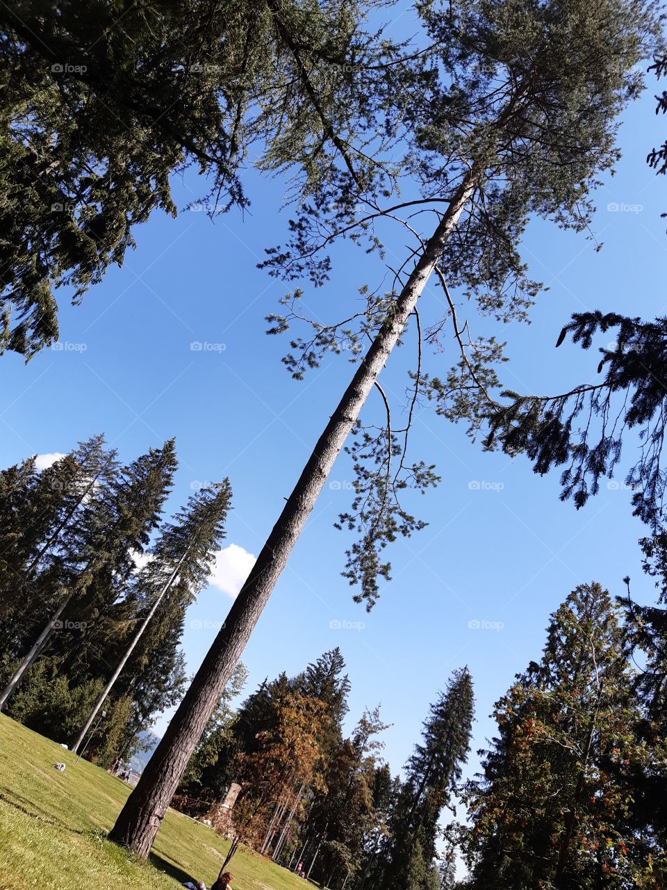 pine forest with high trees and a blue sky