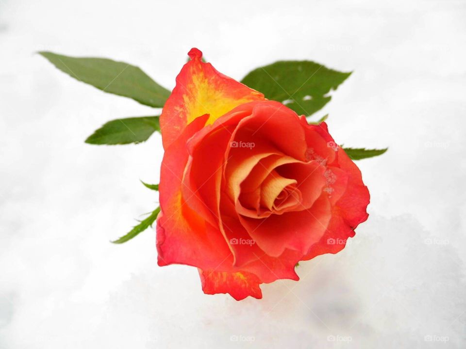 Rose flower on snow