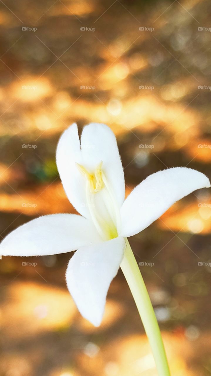 Indian Cork has milky white petals are so pretty and fragrant.