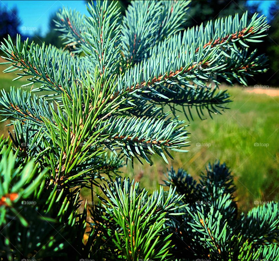 blue spruce