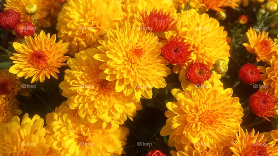 Close-up of a chrysanthemum flowers