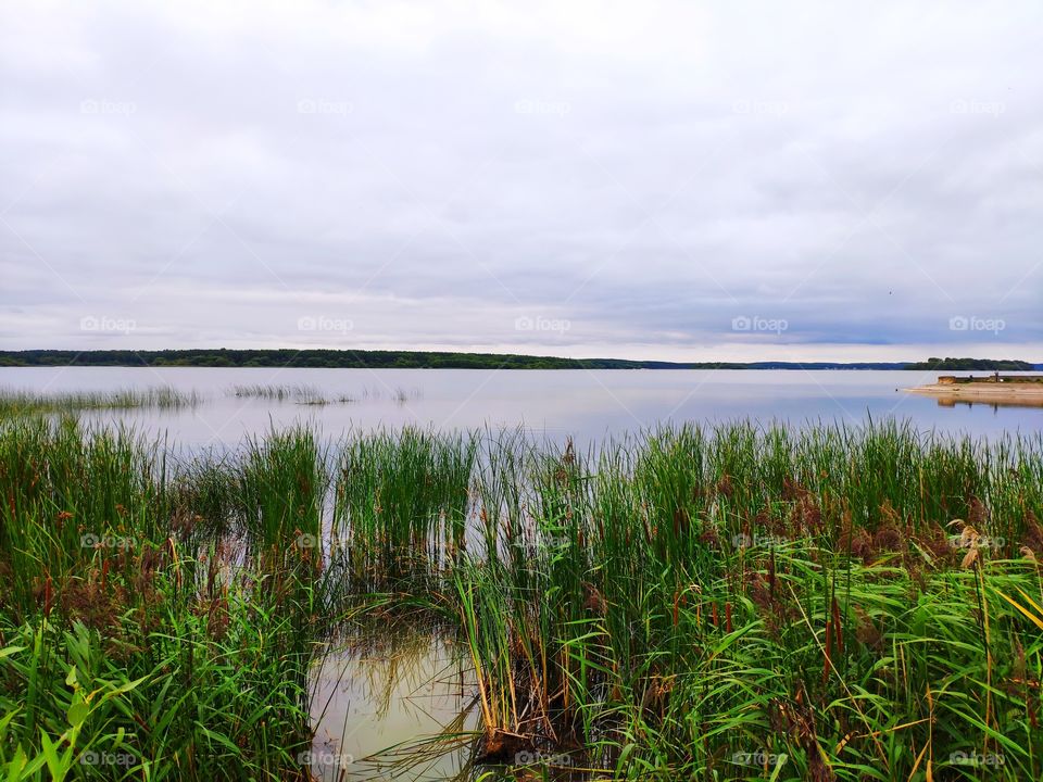 Beautiful large lake with reeds