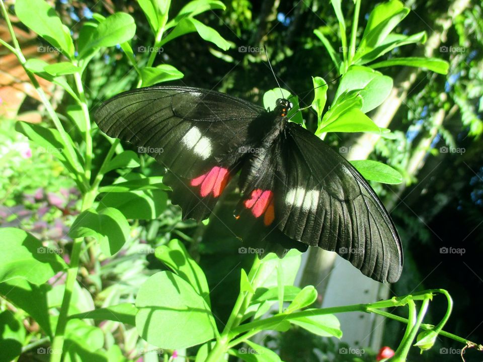 Ruby spotted swallowtail butterfly