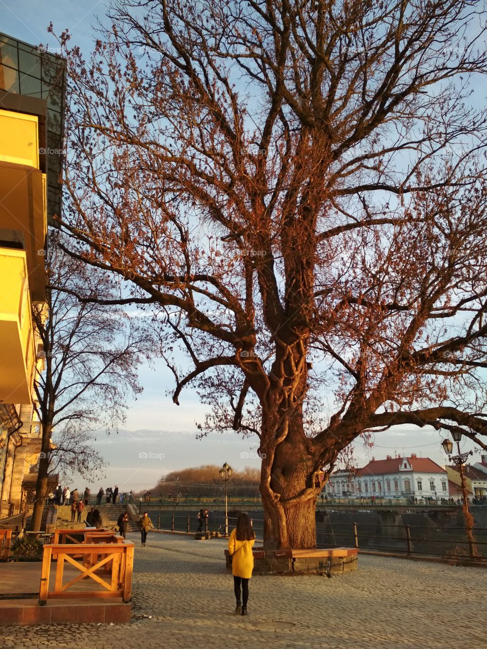 tree under the sunset in Uzhgorod