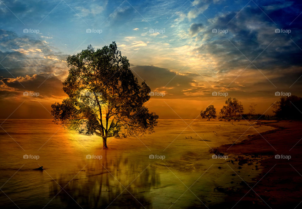 tree at tanjung beach