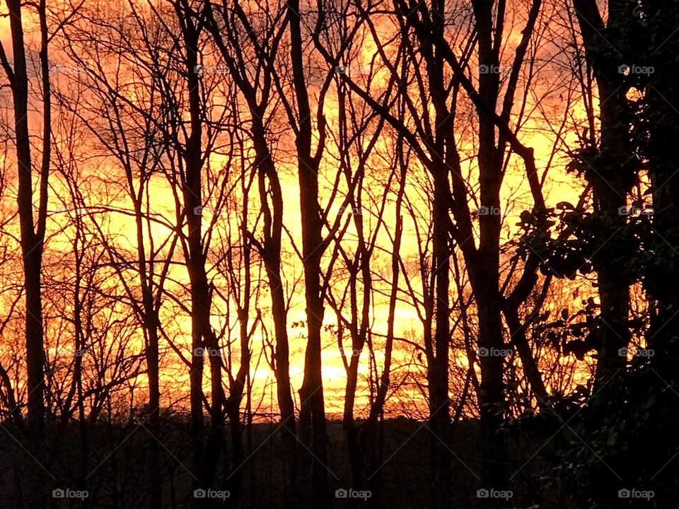 Sunset    Sunset with trees. 