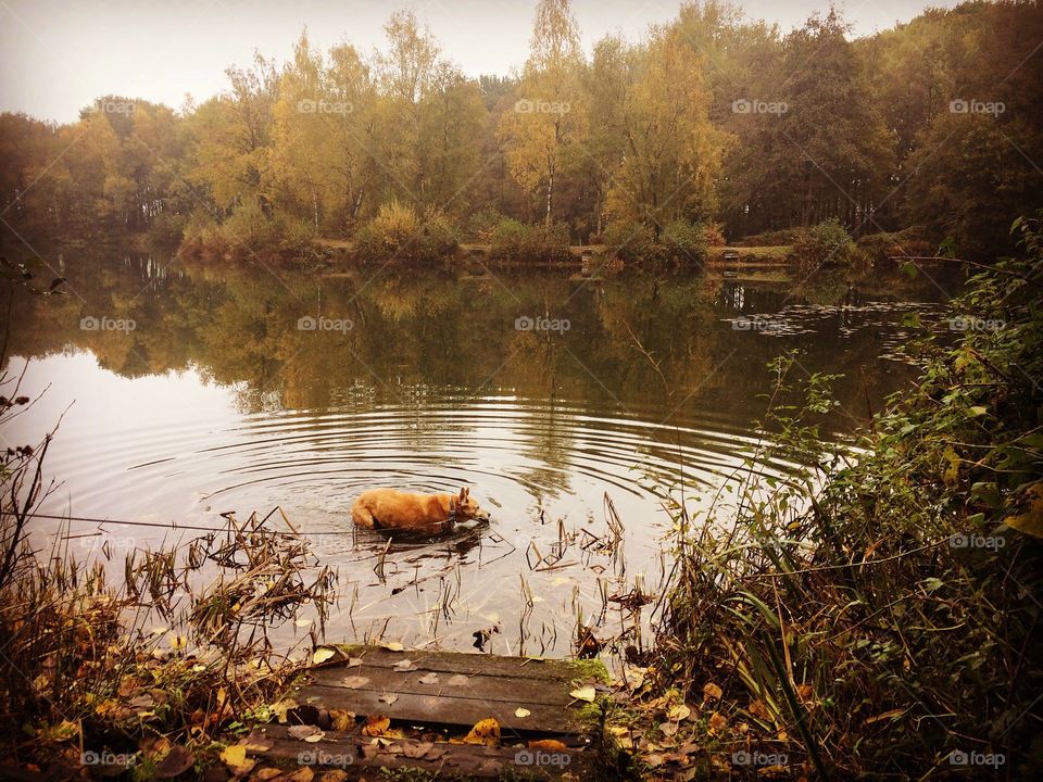 Dog in water