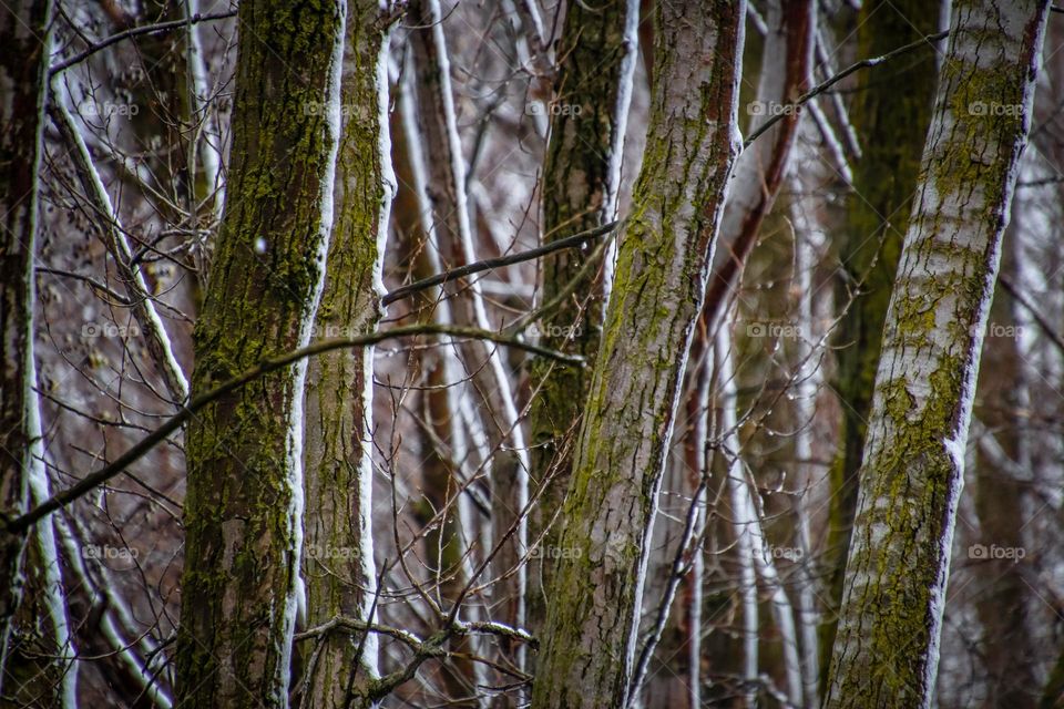 Winter forest