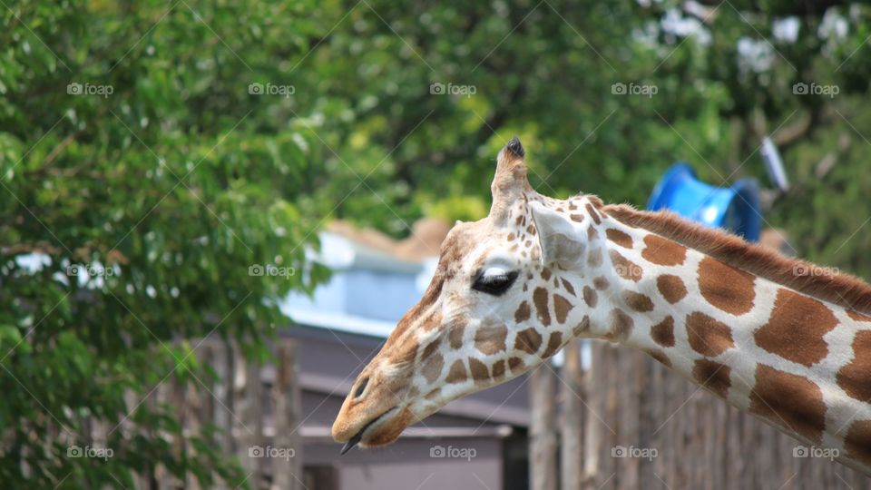 Giraffe Closeup in detail 